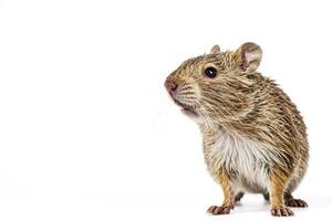 Cute  Rodent with Fur looking to the Side photo