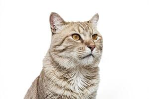 Close-up of a Cat's Face with Curious Expression photo