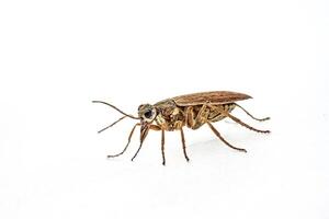 Macro Photography of a Brown Beetle with Large Eyes photo