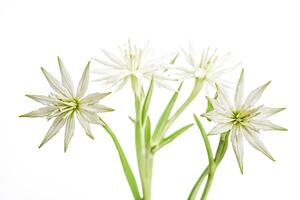 White Flowers with Green Stems on White Background photo