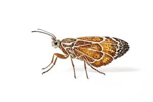Brown Moth with White Stripes on White Background photo