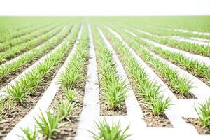 Green Plant Rows in a Field photo