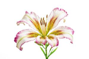 Single Pink and White Lily Flower on White Background photo