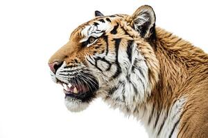 Closeup of a Tiger's Face with Open Mouth photo