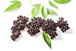 Black berries with green leaves isolated on white background photo