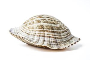 Close-up of a seashell on a white background photo