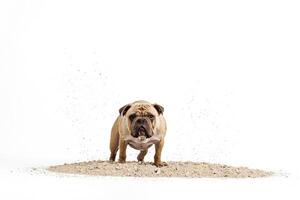 Bulldog digging in sand isolated on white photo