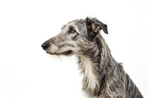 Grey Irish Wolfhound Dog Portrait photo