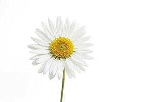 Single White Daisy on a White Background photo