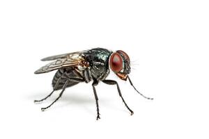 Close-up of a fly with red eyes on white background photo