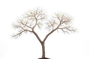 Bare Branches of a Tree Isolated on White Background photo