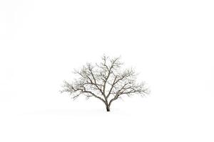Lone Tree in a Snowy Field photo