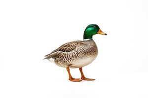 Mallard Duck Standing on White Background photo