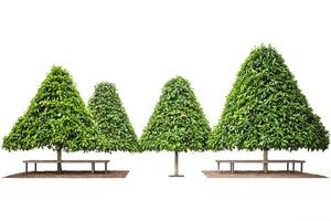 Four Conical Trees with Benches on White Background photo