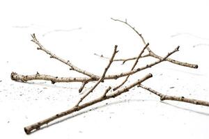 Dry branches on white background photo