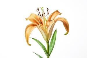 Single Peach Lily Flower on White Background photo