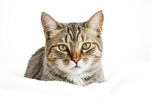 Close-up of a Cat's Face with Green Eyes photo