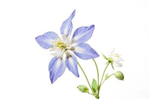 Blue Columbine Flower with White Center and Buds on White Background photo