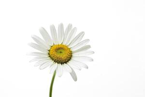 Single White Daisy Flower on White Background photo