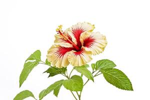 Red and Yellow Hibiscus Flower with Green Leaves on White Background photo