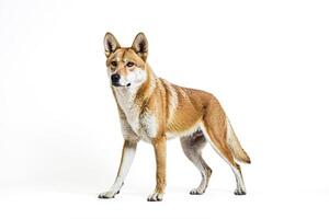 Red wolf standing on a white background photo