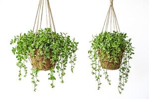 Two Hanging Plants with Green Leaves on White Background photo