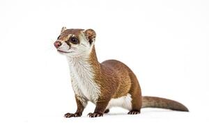 Long-tailed weasel on white background photo