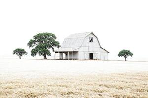 White Barn in a Field of Wheat photo