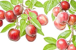 Ripe Red Apples Hanging From a Branch photo