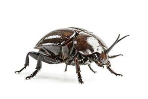Close-up of a shiny brown beetle with long antennae isolated on white background photo