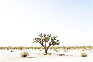 Lone Joshua Tree in the Desert photo