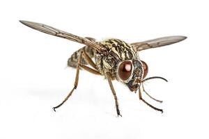 Close-up of a fly with red eyes on a white background photo