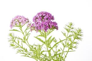 Pink Verbena Flowers on White Background photo