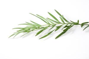 Green Branch with White Background photo