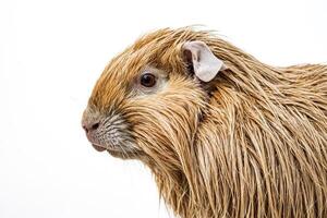 Portrait of a Golden Guinea Pig with Fluffy Fur photo