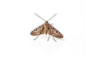 Close Up of a Brown Moth photo