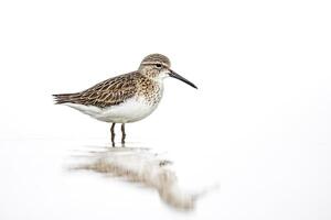 A small bird stands on the water, looking to the left, with its reflection mirrored in the water photo