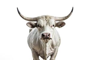 White bull with horns isolated on white background photo