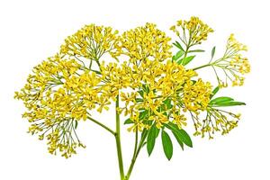 Yellow Flower Branch Isolated on White Background photo