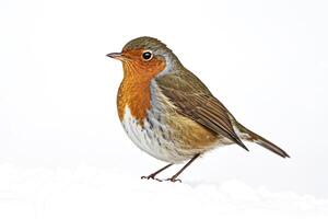 Robin in the Snow photo