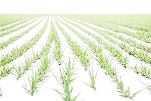 Rows of pineapple plants in a field photo