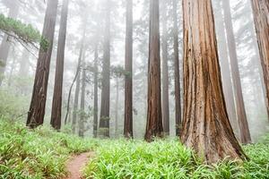 Redwood Forest Path in Fog photo
