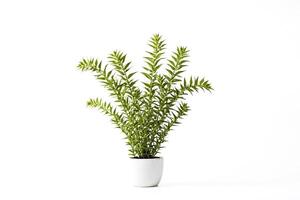 Green Plant in White Pot on White Background photo