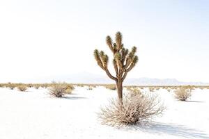 Joshua Tree in the Desert photo