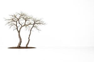 Lone Tree in a White Landscape photo