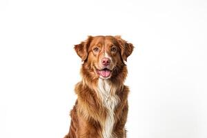 Happy Nova Scotia Duck Tolling Retriever dog looking at camera with a white background photo