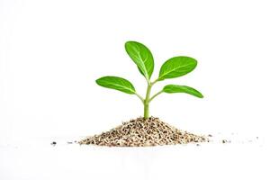 Single Green Sprout Emerging From Soil on White Background photo