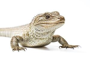 Closeup of a Lizard with Sharp Claws photo