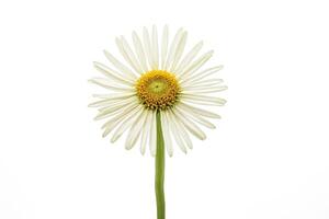 Single white daisy with yellow center isolated on white background photo