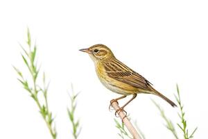Close-up of a Yellow-browed Warbler Perched on a Twig photo